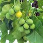 5 Seeds PHYSIC NUT Barbados Purging JATROPHA Curcas Tree Seeds BIO-DIESEL (Seeds)