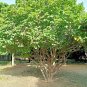 5 Seeds PHYSIC NUT Barbados Purging JATROPHA Curcas Tree Seeds BIO-DIESEL (Seeds)