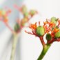 5 Seeds PHYSIC NUT Barbados Purging JATROPHA Curcas Tree Seeds BIO-DIESEL (Seeds)