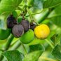 5 Seeds PHYSIC NUT Barbados Purging JATROPHA Curcas Tree Seeds BIO-DIESEL (Seeds)