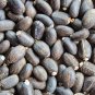 5 Seeds PHYSIC NUT Barbados Purging JATROPHA Curcas Tree Seeds BIO-DIESEL (Seeds)