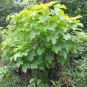 5 Seeds PHYSIC NUT Barbados Purging JATROPHA Curcas Tree Seeds BIO-DIESEL (Seeds)