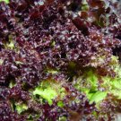 3000 Seeds RUBY LEAF LETTUCE Red Loose Leaf Heirloom Lactuca Sativa Vegetable (Seeds) 3000 Seeds RUBY LEAF LETTUCE Red Loose Leaf Heirloom Lactuca Sativa Vegetable (Seeds)