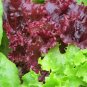 3000 Seeds RUBY LEAF LETTUCE Red Loose Leaf Heirloom Lactuca Sativa Vegetable (Seeds)