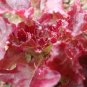 3000 Seeds RUBY LEAF LETTUCE Red Loose Leaf Heirloom Lactuca Sativa Vegetable (Seeds)