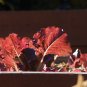 3000 Seeds RUBY LEAF LETTUCE Red Loose Leaf Heirloom Lactuca Sativa Vegetable (Seeds)