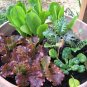 3000 Seeds RUBY LEAF LETTUCE Red Loose Leaf Heirloom Lactuca Sativa Vegetable (Seeds)