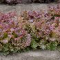 3000 Seeds RUBY LEAF LETTUCE Red Loose Leaf Heirloom Lactuca Sativa Vegetable (Seeds)