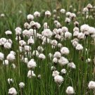 25 Seeds TAWNY COTTONGRASS Flower Seeds Eriophorum Virginicum Hare's Tail Cotton Grass (Seeds)