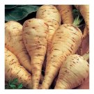 1000 Seeds PARSNIP IMPROVED HOLLOW CROWN Pastinaca Sativa Vegetable (Seeds)