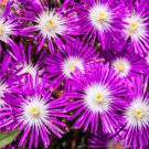 25 Seeds STARDUST ICE PLANT Mesembryanthemum Delosperma Floribunda Purple Flower (Seeds)