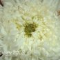 30 Seeds DUCHESS WHITE PAEONY ASTER French Peony Callistephus Flower (Seeds)