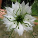 500 Seeds WHITE LOVE IN A MIST Nigella Damascena Flower (Seeds)