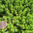 25 Seeds SPANISH STONECROP / SEDUM HISPANICUM Groundcover Flower (Seeds)