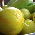 100 Seeds LEMON CUCUMBER Cucumis Sativus Fruit Vegetable (Seeds)