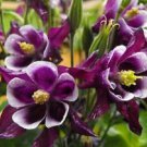 100 Seeds DWARF COLUMBINE Aquilegia Mixed Colors Flower (Seeds)