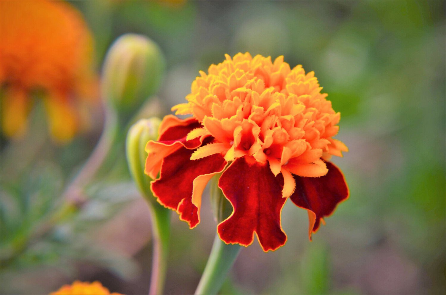 250 Seeds DWARF DOUBLE MARIGOLD ' Orange Flame ' Tagetes Patula French Red Flower (Seeds)