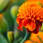 250 Seeds DWARF DOUBLE MARIGOLD ' Orange Flame ' Tagetes Patula French Red Flower (Seeds)
