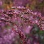 20 Seeds RED SPIRE MELIC GRASS Purple Melica Transsilvanica Flower (Seeds)