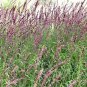 20 Seeds RED SPIRE MELIC GRASS Purple Melica Transsilvanica Flower (Seeds)