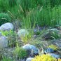 20 Seeds RED SPIRE MELIC GRASS Purple Melica Transsilvanica Flower (Seeds)