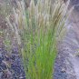 20 Seeds RED SPIRE MELIC GRASS Purple Melica Transsilvanica Flower (Seeds)