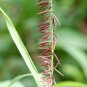 20 Seeds RED SPIRE MELIC GRASS Purple Melica Transsilvanica Flower (Seeds)
