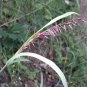 20 Seeds RED SPIRE MELIC GRASS Purple Melica Transsilvanica Flower (Seeds)