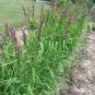 20 Seeds RED SPIRE MELIC GRASS Purple Melica Transsilvanica Flower (Seeds)