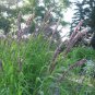 20 Seeds RED SPIRE MELIC GRASS Purple Melica Transsilvanica Flower (Seeds)