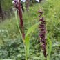 20 Seeds RED SPIRE MELIC GRASS Purple Melica Transsilvanica Flower (Seeds)