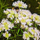 500 Seeds VIRGINIA MINT Pycnanthemum Virginianum Mountainmint White Flower Herb (Seeds) 500 Seeds VIRGINIA MINT Pycnanthemum Virginianum Mountainmint White Flower Herb (Seeds)