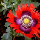 200 Seeds Organic JIMI'S FLAG POPPY Scarlet Red Lavender & Purple Papaver Flower (Seeds)