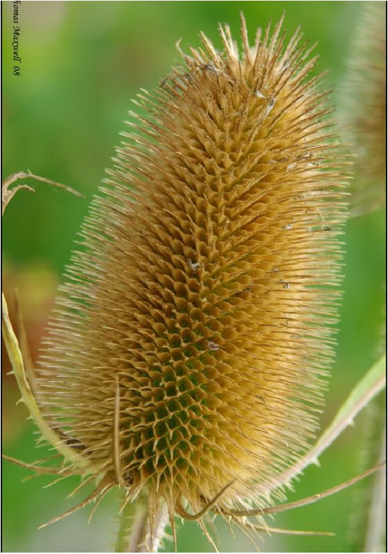 75 Seeds FULLERS TEASEL Indian Teasel Dipsacus Sativus White Flower (Seeds)