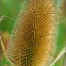 75 Seeds FULLERS TEASEL Indian Teasel Dipsacus Sativus White Flower (Seeds)