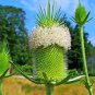 75 Seeds FULLERS TEASEL Indian Teasel Dipsacus Sativus White Flower (Seeds)