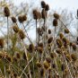 75 Seeds FULLERS TEASEL Indian Teasel Dipsacus Sativus White Flower (Seeds)