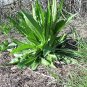 75 Seeds FULLERS TEASEL Indian Teasel Dipsacus Sativus White Flower (Seeds)