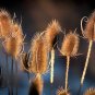75 Seeds FULLERS TEASEL Indian Teasel Dipsacus Sativus White Flower (Seeds)