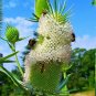 75 Seeds FULLERS TEASEL Indian Teasel Dipsacus Sativus White Flower (Seeds)