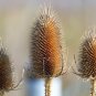 75 Seeds FULLERS TEASEL Indian Teasel Dipsacus Sativus White Flower (Seeds)