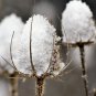 75 Seeds FULLERS TEASEL Indian Teasel Dipsacus Sativus White Flower (Seeds)