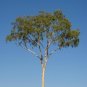 25 Seeds RED FOREST GUM TREE Eucalyptus Tereticornis Blue Grey Mountain Flower (Seeds)