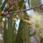 25 Seeds RED FOREST GUM TREE Eucalyptus Tereticornis Blue Grey Mountain Flower (Seeds)