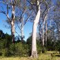 25 Seeds RED FOREST GUM TREE Eucalyptus Tereticornis Blue Grey Mountain Flower (Seeds)
