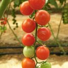 100 Seeds Red SWEETIE CHERRY TOMATO Super Sweet 1" Lycopersicon Fruit Vegetable (Seeds) 100 Seeds Red SWEETIE CHERRY TOMATO Super Sweet 1" Lycopersicon Fruit Vegetable (Seeds)