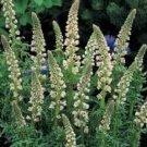 200 Seeds WHITE MIGNONETTE Reseda Alba VERY FRAGRANT Flower (Seeds)