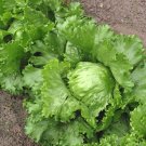 1000 Seeds GREAT LAKES LETTUCE Batavian ICEBERG Lactuca Sativa Vegetable (Seeds)