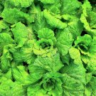 500 Seeds LETTUCE LEAF BASIL Ocimum Basilicum Huge Leaves Herb (Seeds) 500 Seeds LETTUCE LEAF BASIL Ocimum Basilicum Huge Leaves Herb (Seeds)