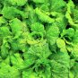 500 Seeds LETTUCE LEAF BASIL Ocimum Basilicum Huge Leaves Herb (Seeds)